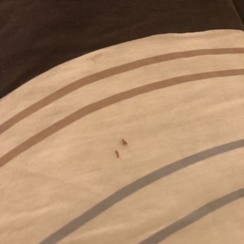 Lodge Condominiums - Dead bugs found on extra bed - Hotels Near Me - Bridgeport, Texas Lodge Condominiums - Dead bugs found on extra bed - Hotels Near Me - Bridgeport, Texas