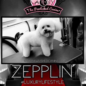 The Pawlished Canine - Pet Groomers Near Me The Pawlished Canine - Pet Groomers Near Me