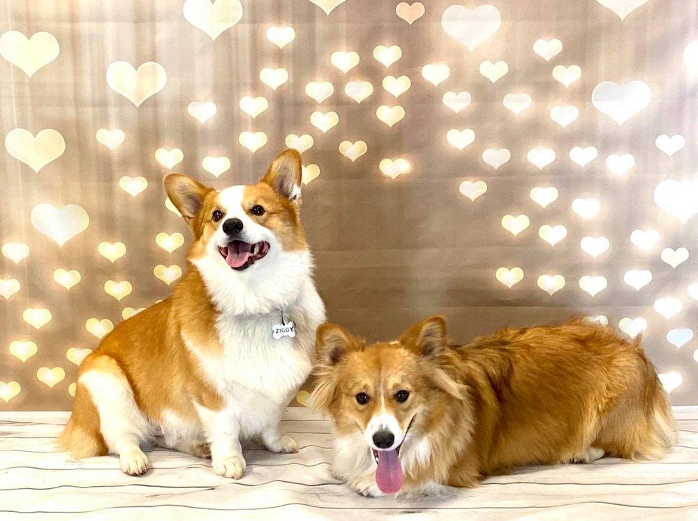 CAMP BOW WOW Updated September 2024 309 Photos & 30 Reviews 600