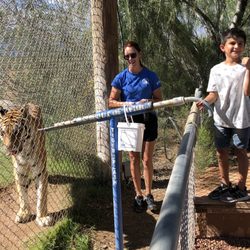 Out of Africa Wildlife Park - Tiger feeding: thumbs up from my great nephew and tongue out from the tiger!