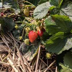 Stokes Berry Farm