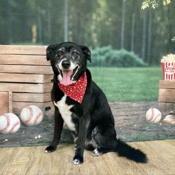 Vista Pet Groomery - Pet Groomers Near Me - Vista, California Vista Pet Groomery - Pet Groomers Near Me - Vista, California