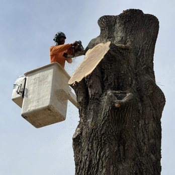 Adam's Tree Service - Tree Services Near Me - Cleburne, Texas