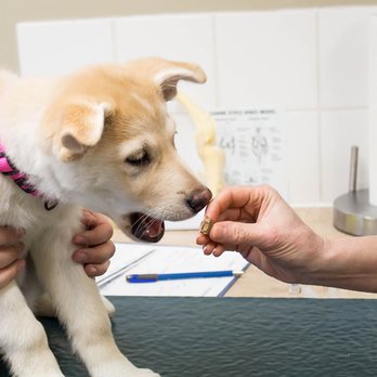 Arrowhead Veterinary Centre - Veterinarians Near Me - Cochrane, Alberta Arrowhead Veterinary Centre - Veterinarians Near Me - Cochrane, Alberta