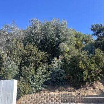 Vista Del Rey Tree Services - Before - Tree Services Near Me - Vista, California Vista Del Rey Tree Services - Before - Tree Services Near Me - Vista, California