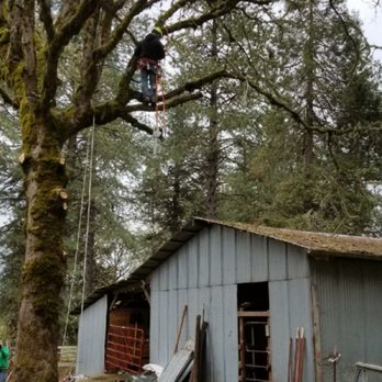 Tim's Tree Removal and Services - Took another one down over a shop. - Tree Services Near Me - Eugene, Oregon Tim's Tree Removal and Services - Took another one down over a shop. - Tree Services Near Me - Eugene, Oregon