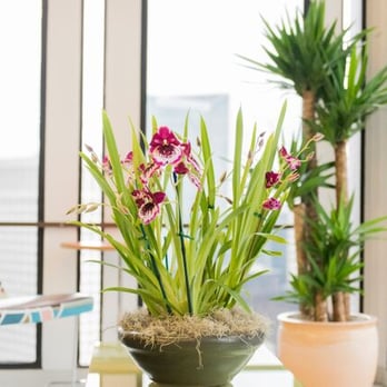 In-House Greens - Indoor Landscaping Near Me - San Francisco, California In-House Greens - Indoor Landscaping Near Me - San Francisco, California