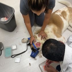 Herd & Home Pet Services - Veterinary visit, shaved and cleaned wounds