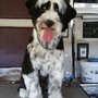 Photo of Mobile Grooming by Lisa