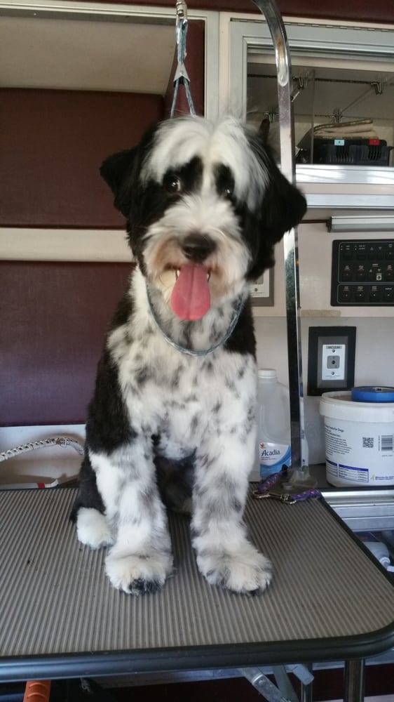 MOBILE GROOMING BY LISA Pet Groomers 157 Ames Hollow Rd, Portland