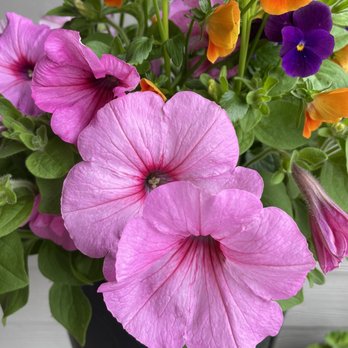 Cascade Greenhouse - Nurseries & Gardening Near Me - Vancouver, Washington Cascade Greenhouse - Nurseries & Gardening Near Me - Vancouver, Washington