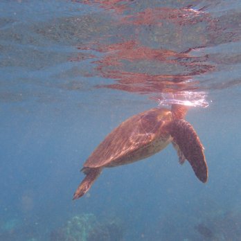 Shoreline Snorkel - Snorkeling Near Me - Lahaina, Hawaii Shoreline Snorkel - Snorkeling Near Me - Lahaina, Hawaii