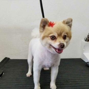 Happy Pet Grooming - Pet Groomers Near Me - Anaheim, California