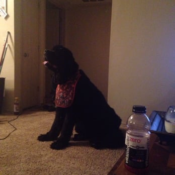 Castle Creek Pet Resort & Spa - Cruser is excited to go get groomed. - Pet Sitting Near Me - McKinney, Texas Castle Creek Pet Resort & Spa - Cruser is excited to go get groomed. - Pet Sitting Near Me - McKinney, Texas