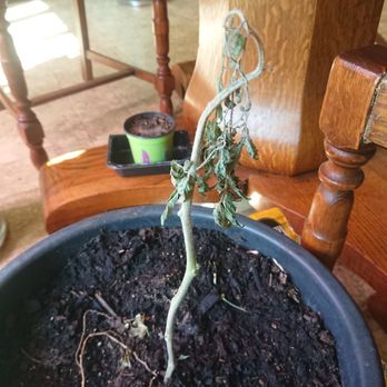 West Coast Seeds - Prärie fire tomato with a disease, I asked WCs what it might be and no response - Nurseries & Gardening Near Me - Delta, British Columbia West Coast Seeds - Prärie fire tomato with a disease, I asked WCs what it might be and no response - Nurseries & Gardening Near Me - Delta, British Columbia