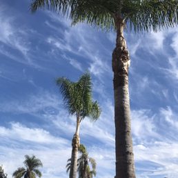 Trimmed Palms.