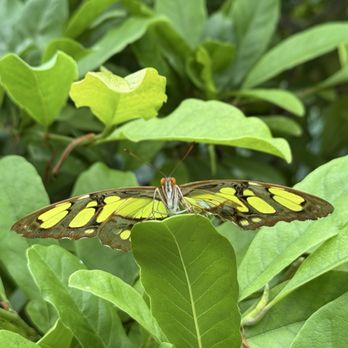 Brookfield Zoo Chicago - Butterfly - Zoos Near Me - Brookfield, Illinois