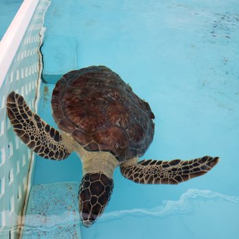 Loggerhead Marinelife Center - Community Service/Non-Profit Near Me - Juno Beach, Florida