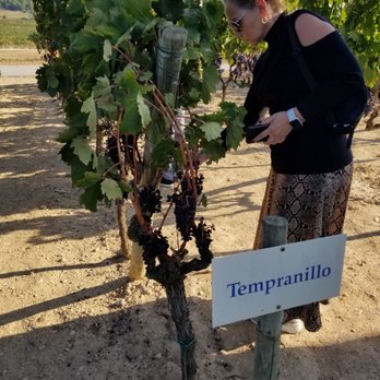 Jean Leon - Trying the grapes straight from the vine - Wineries Near Me - Terrassola, B