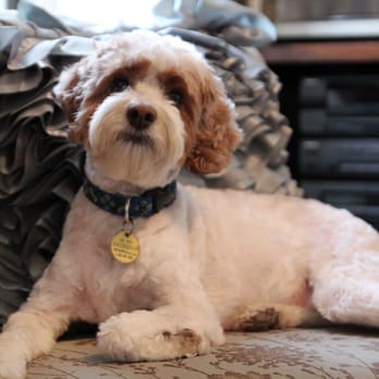 Sonias Pet Grooming - our cockapoo groomed by Sonia every 6 weeks - Pet Groomers Near Me - New York, New York Sonias Pet Grooming - our cockapoo groomed by Sonia every 6 weeks - Pet Groomers Near Me - New York, New York