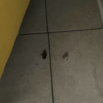 Cougar Management - Roaches and water intrusion. - Property Management Near Me - Levittown, New York