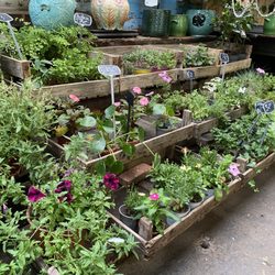 Marché aux Fleurs - Plants