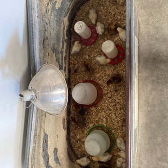 Barnyard Feed & Supply - They sell chicks - Pet Stores Near Me - Fresno, California