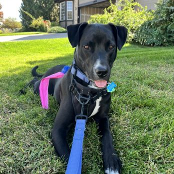 Ducky for Dogs - Dog Walkers Near Me