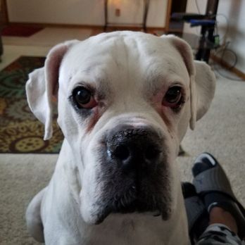 Pet Sitting by D-Wayne - Bentley taken a pic - Pet Sitting Near Me