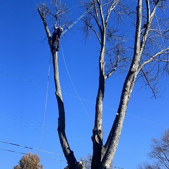 Hyperion Tree Service - Tree Services Near Me Hyperion Tree Service - Tree Services Near Me