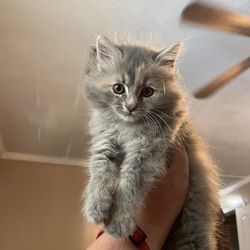 Humane Society Pet Rescue and Adoption Center - My kitten