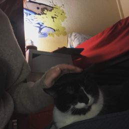 This is Buzz! He was well taken care of at Nat Cat for the last 10 years, and we're looking forward to giving him 10 more awesome ones! This is Buzz! He was well taken care of at Nat Cat for the last 10 years, and we're looking forward to giving him 10 more awesome ones!