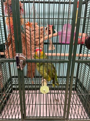Preuss Pets by null