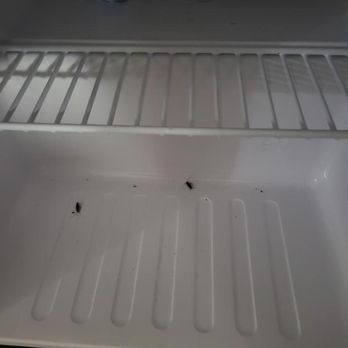 Hotel Bella - Roaches in the refrigerator - Hotels Near Me - Houston, Texas