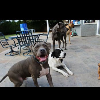 The Doug Walker Dog Training - My happy kid! - Pet Training Near Me The Doug Walker Dog Training - My happy kid! - Pet Training Near Me