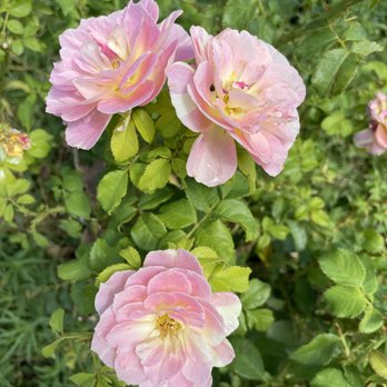 Peasleys Landscaping - three pink roses in a garden - Landscaping Near Me Peasleys Landscaping - three pink roses in a garden - Landscaping Near Me