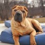 Photo of Animal Wellness Center of Buffalo Valley