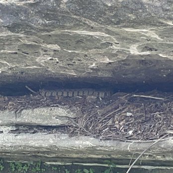 McKinney Falls State Park - Snake chillin - Parks Near Me - Austin, Texas McKinney Falls State Park - Snake chillin - Parks Near Me - Austin, Texas