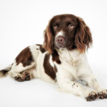 Pawfection - Pet Services Near Me - Neston, XMS