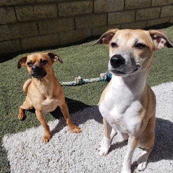 Petco - Cooper and Minie - Pet Stores Near Me - Brea, California