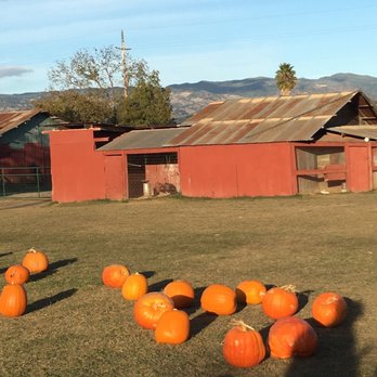 Grandma's Pumpkin Patch - Last weekend of pumpkin season - Christmas Trees Near Me - Healdsburg, California Grandma's Pumpkin Patch - Last weekend of pumpkin season - Christmas Trees Near Me - Healdsburg, California