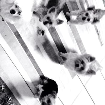 Runway Pet Grooming - My precious babies - Pet Groomers Near Me - Orlando, Florida Runway Pet Grooming - My precious babies - Pet Groomers Near Me - Orlando, Florida