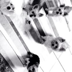 Runway Pet Grooming - My precious babies