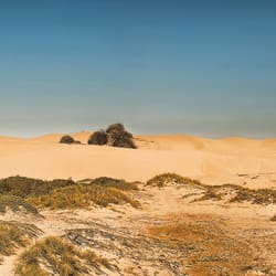 Pismo Dunes Natural Preserve - Pismo Beach Sand Dunes