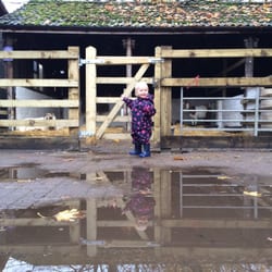 Windmill Hill City Farm - Goats and a giant puddle - toddlers Idea of heaven...