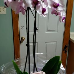 Leaves Floral Design & Events - Beautiful Orchid Plant