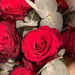 Bergamotte - Roses