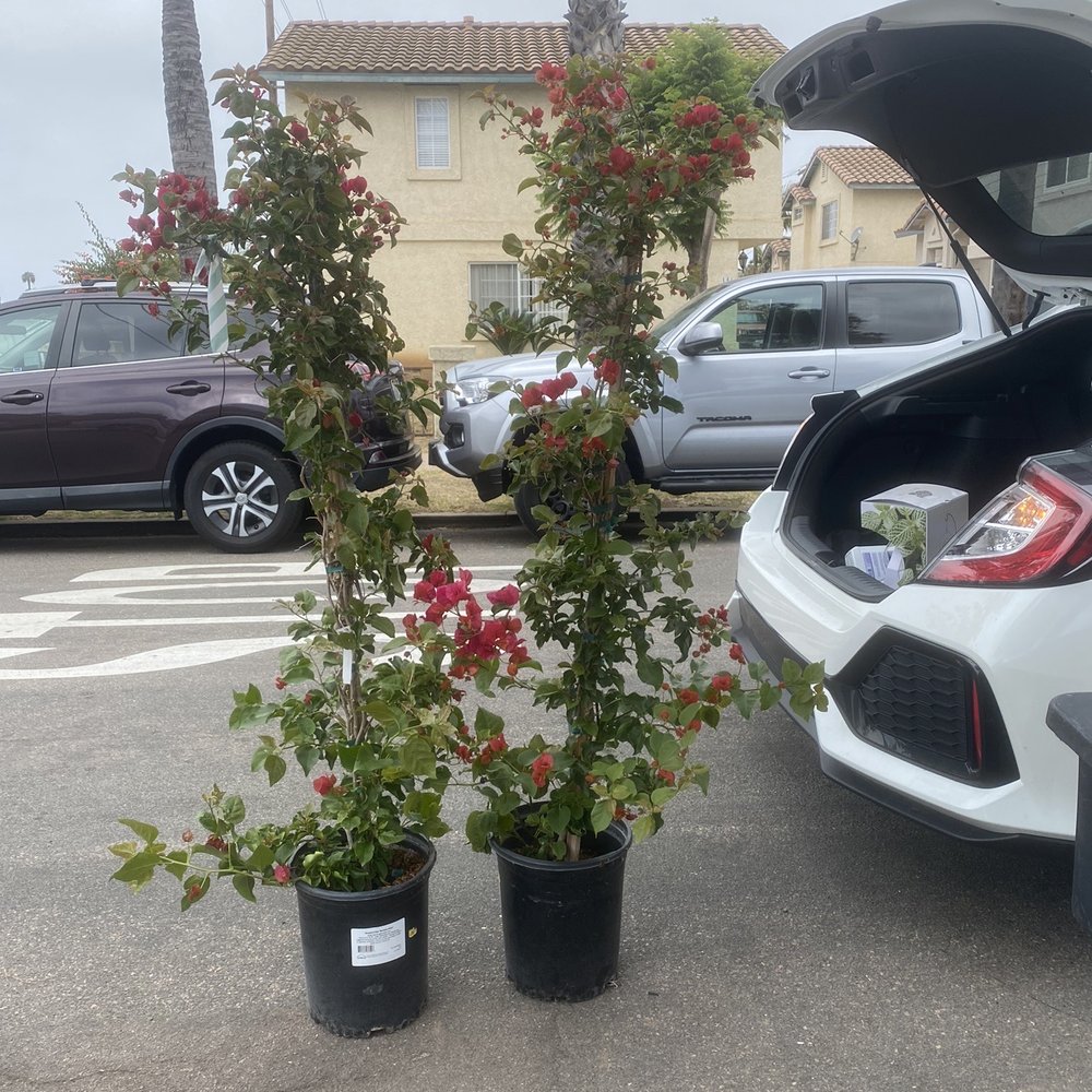 Armstrong Garden Centers - Really happy with my bougainvillea, for a garden arch. - Nurseries & Gardening Near Me - San Diego, California Armstrong Garden Centers - Really happy with my bougainvillea, for a garden arch. - Nurseries & Gardening Near Me - San Diego, California