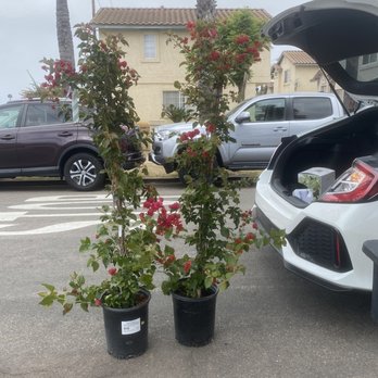 Armstrong Garden Centers - Really happy with my bougainvillea, for a garden arch. - Nurseries & Gardening Near Me - San Diego, California