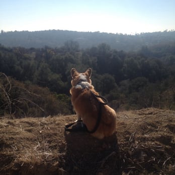 Powder Canyon - Rufus enjoying the scenery. - Hiking Near Me - La Habra Heights, California Powder Canyon - Rufus enjoying the scenery. - Hiking Near Me - La Habra Heights, California
